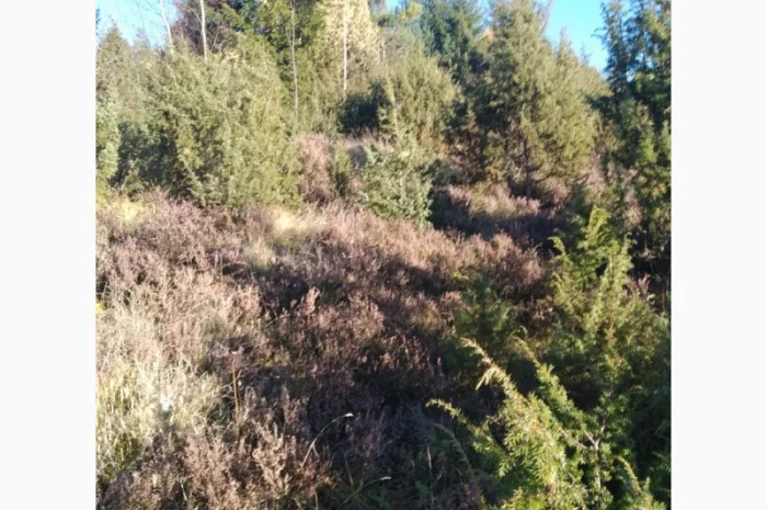 Продам плоди можжевельника (ялівця)- фото № 6