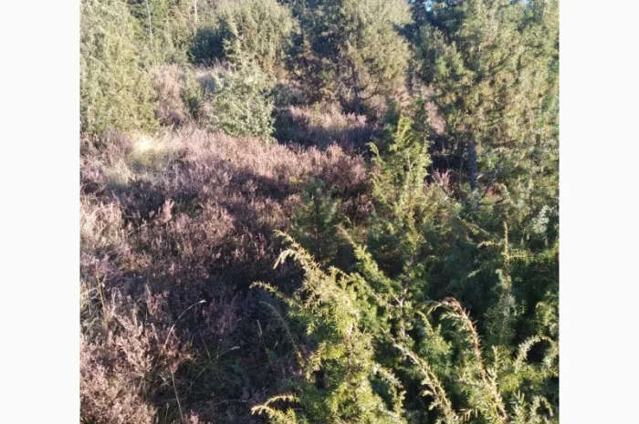 Продам плоди можжевельника (ялівця)- фото № 7