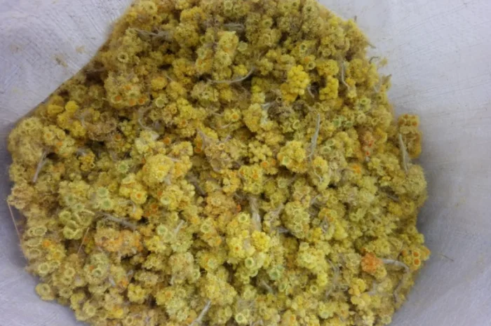 Продам бесмертник- фото № 1