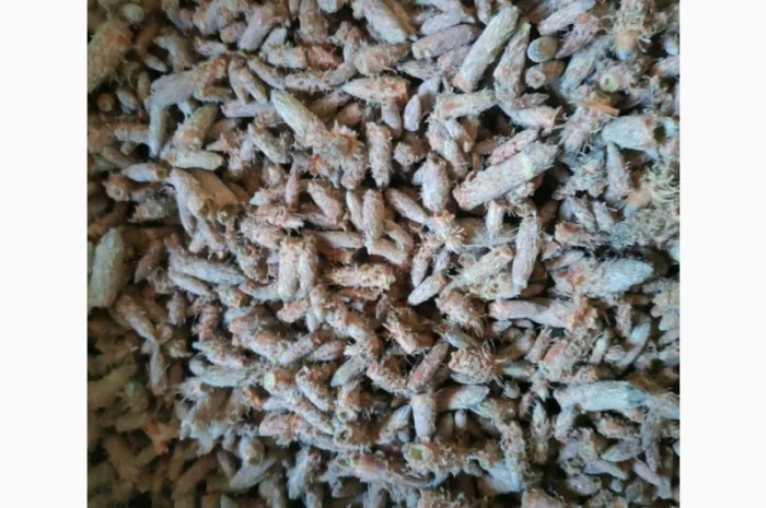 Продам бруньку сосни- фото № 1