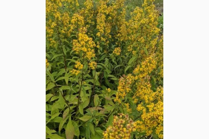 Куплю рослинну сировину- фото № 1