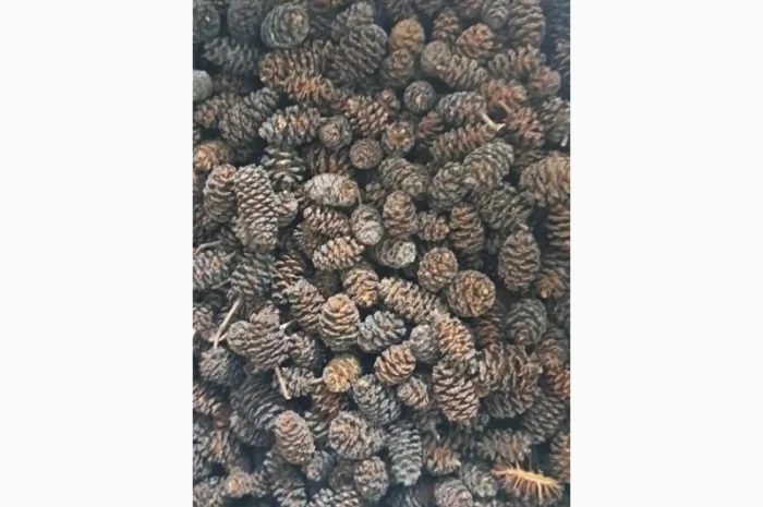 Куплю рослинну сировину- фото № 3