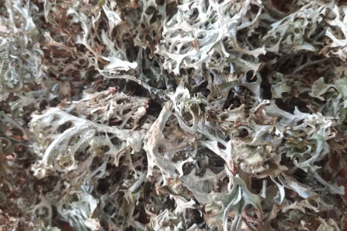 Куплю ісландський мох- фото № 1