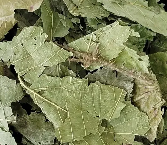 Куплю листя ожини- фото № 1