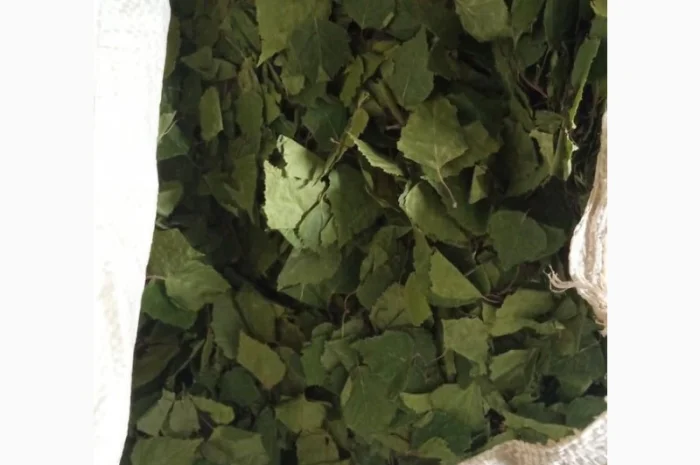 Куплю листя берези- фото № 1