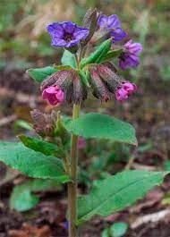 Куплю листя медунки лікарської- фото № 1