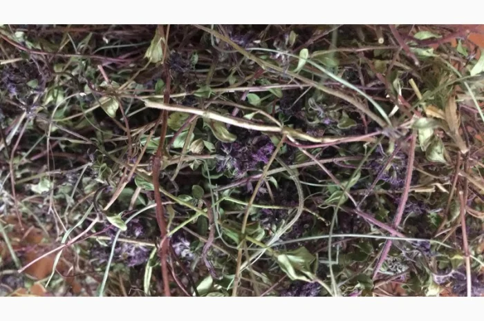 Куплю чебрець- фото № 1