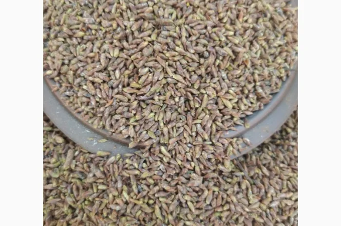 Куплю бруньки берези- фото № 1