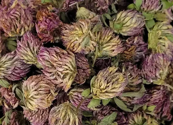 Куплю конюшину- фото № 1