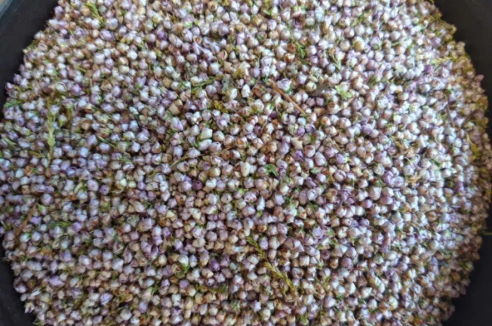 Куплю верес- фото № 1