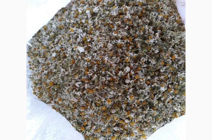 Ромашка лікарська- фото № 1