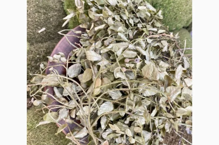 Пагони чорниці, листя чорниці, побеги черники- фото № 1