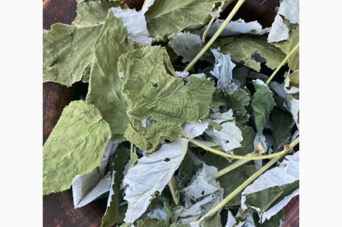 Листя малини, листья малины, малина сушена- фото № 2