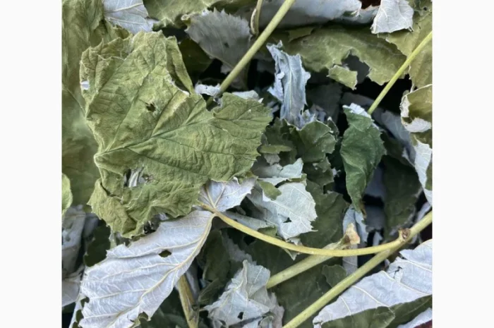 Листя малини, листья малины, малина сушена- фото № 3