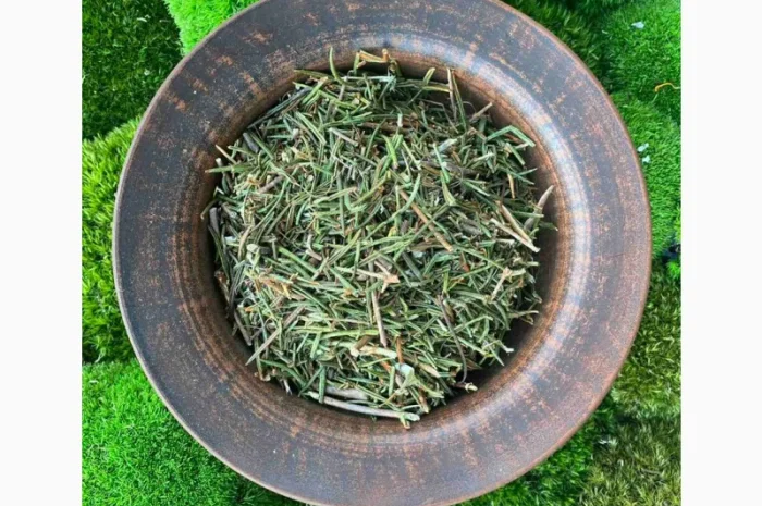 Багно, багульник- фото № 1