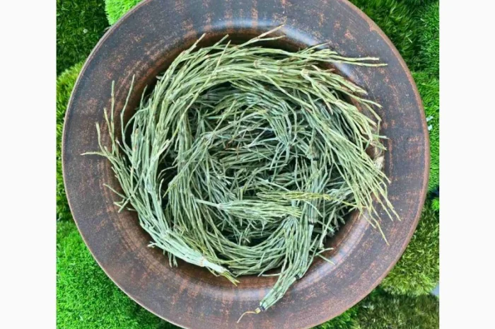 Хвощ польовий, хвощ полевой- фото № 1