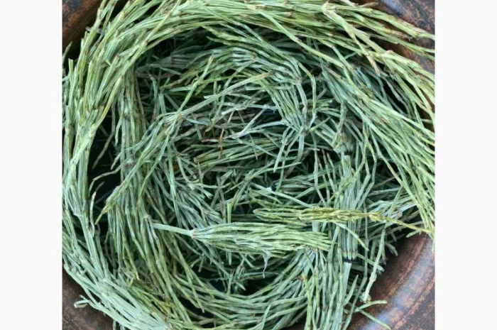 Хвощ польовий, хвощ полевой- фото № 2