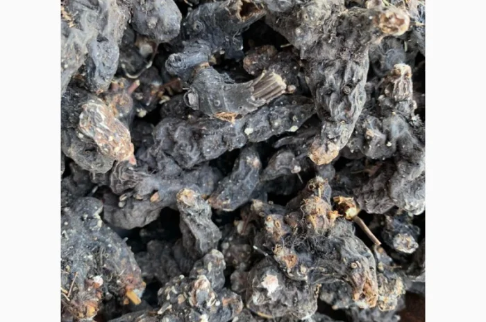 Продам сухий корінь калгана, корень лапчатки, калган- фото № 2