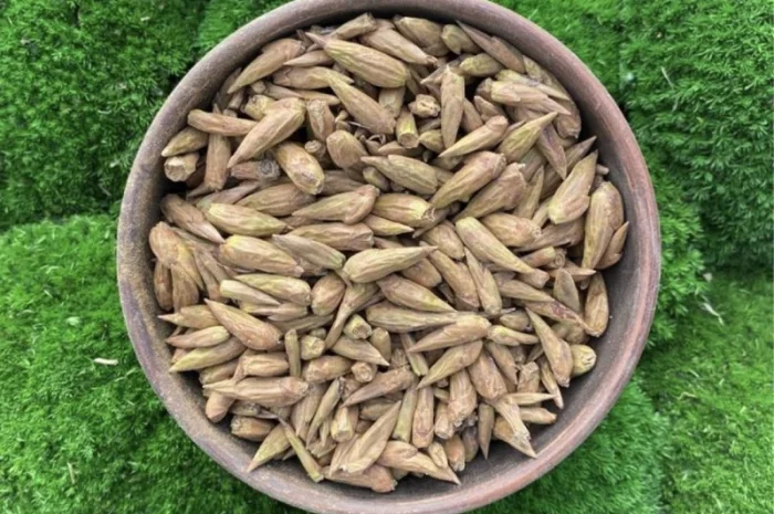 Бруньки тополі чорної, почки тополя черного- фото № 1