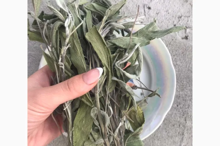 Шавлія, шалфей- фото № 1