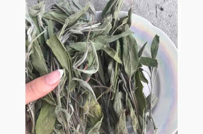 Шавлія, шалфей- фото № 2