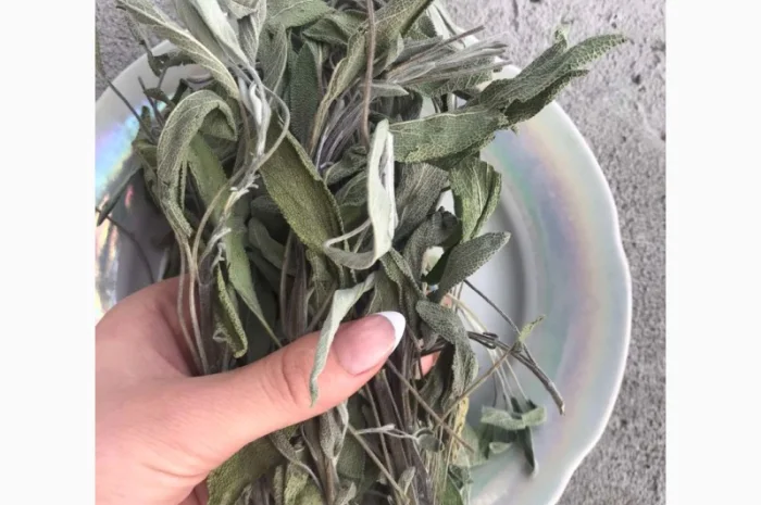 Шавлія, шалфей- фото № 3