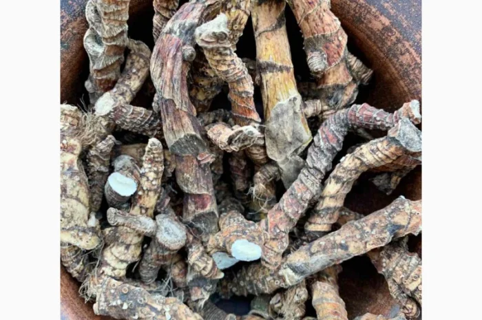 Продаю корінь аїра, аира, лепехи- фото № 2