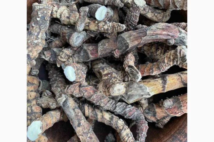 Продаю корінь аїра, аира, лепехи- фото № 3