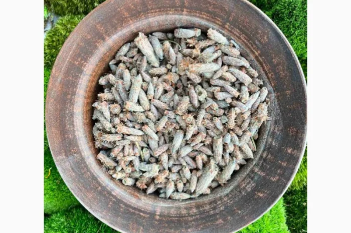 Бруньки сосни, почки сосны, брунька сосни- фото № 1