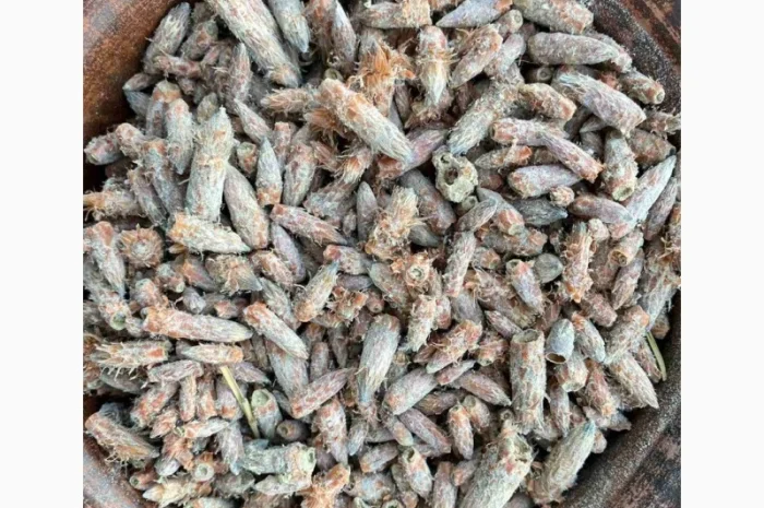 Бруньки сосни, почки сосны, брунька сосни- фото № 2