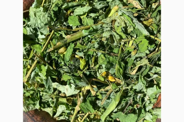 Чистотіл, чистотел- фото № 2