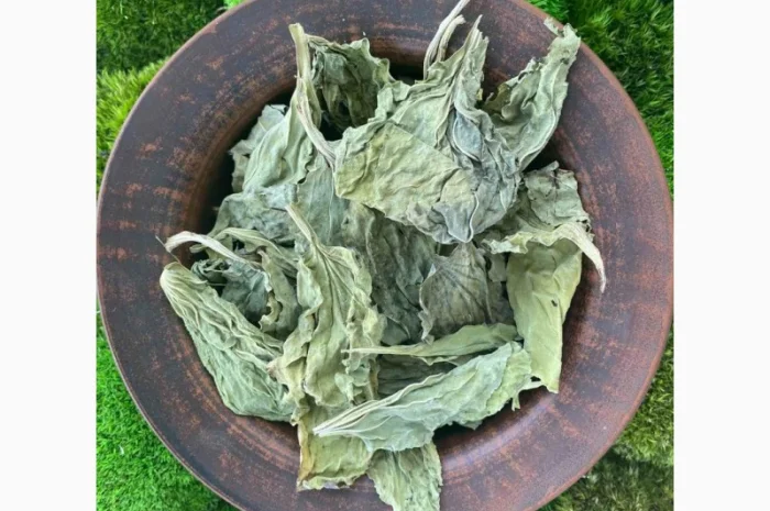 Подорожник сушений, листя подорожника- фото № 1