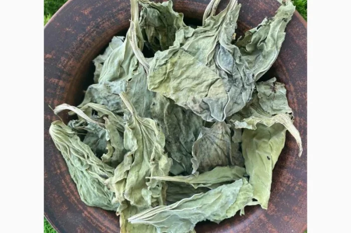 Подорожник сушений, листя подорожника- фото № 2