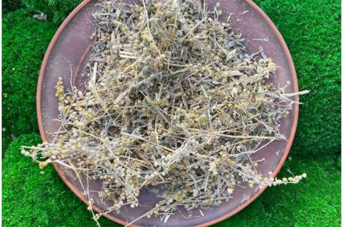 Полинь гірка, полин гіркий- фото № 1