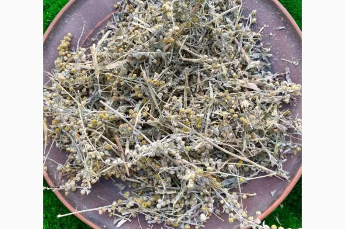 Полинь гірка, полин гіркий- фото № 2