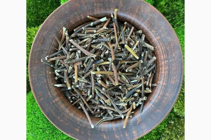 Корінь сабельника, сабельник болотный, вольчье тело, корень сабельника- фото № 1