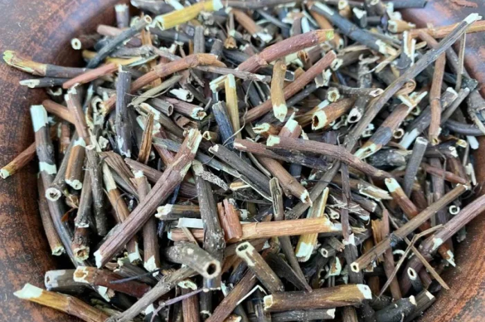 Корінь сабельника, сабельник болотный, вольчье тело, корень сабельника- фото № 2