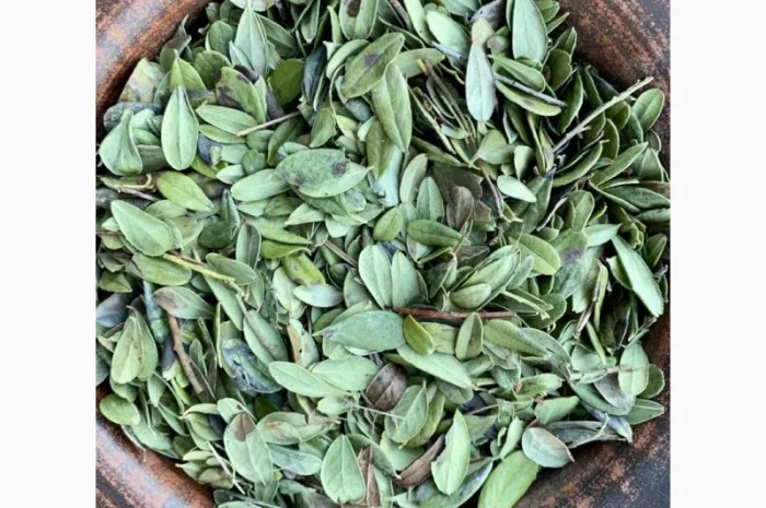 Листя брусниці, лист брусники, брусниця- фото № 1