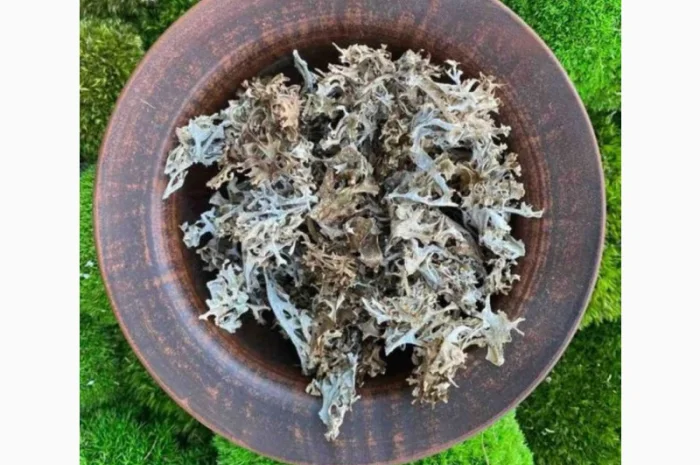 Ісландський мох, Исландский мох- фото № 1