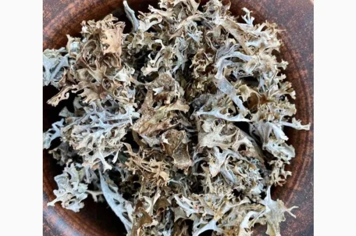 Ісландський мох, Исландский мох- фото № 2