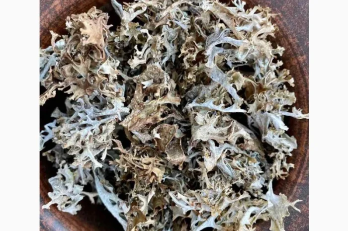 Ісландський мох, Исландский мох- фото № 3