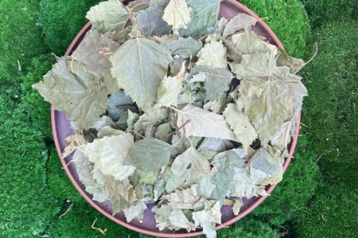 Листя берези, листья березы- фото № 1