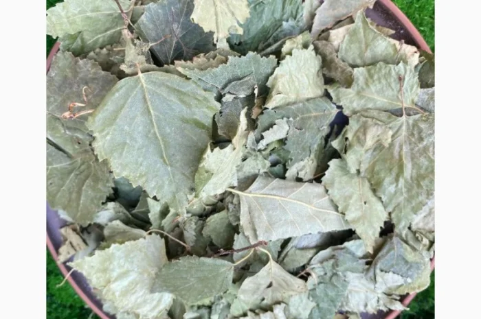 Листя берези, листья березы- фото № 2