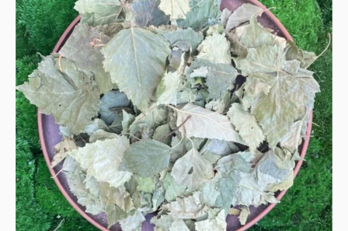 Листя берези, листья березы- фото № 3