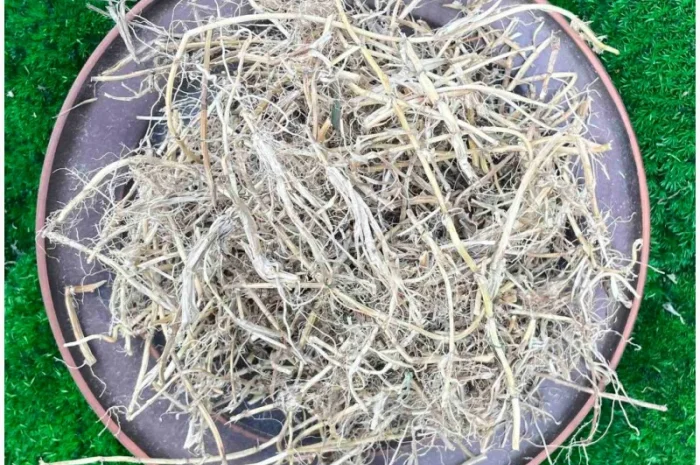 Корінь пирія, пирій, пырей корень, корень пырея- фото № 1