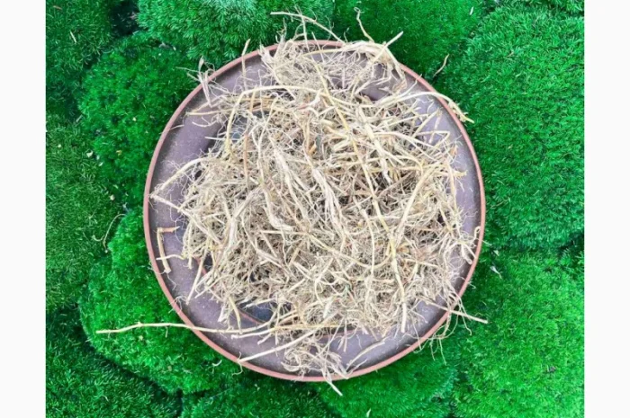 Корінь пирія, пирій, пырей корень, корень пырея- фото № 2