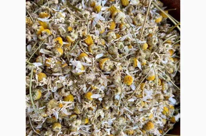 Цвіт ромашки, ромашка, цветки ромашки, квіти ромашки, ромашка сушеная- фото № 2