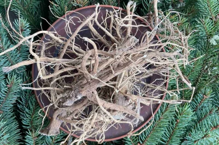 Алтея корінь, лікарські рослини, продаю алтею, проскурняк- фото № 1