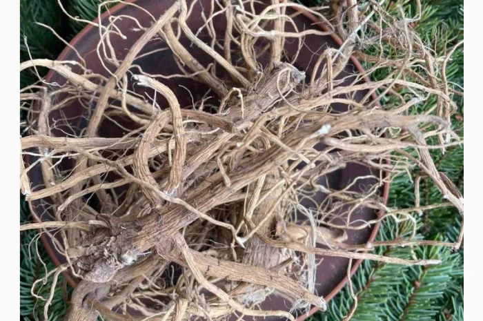 Алтея корінь, лікарські рослини, продаю алтею, проскурняк- фото № 2