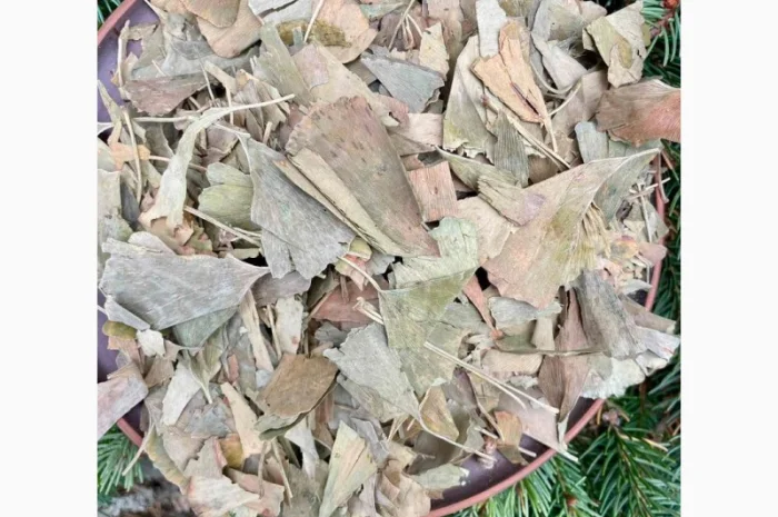 Гінкго білоба, лікарські рослини, продаю гінкго білоба, білий плід- фото № 1